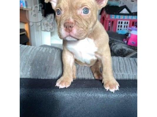 Pitbull